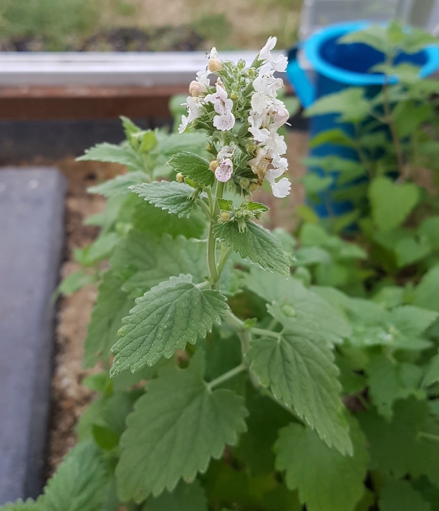 Katzenminze Saatgut Pflanze Nepeta Cataria Weltpflanzen